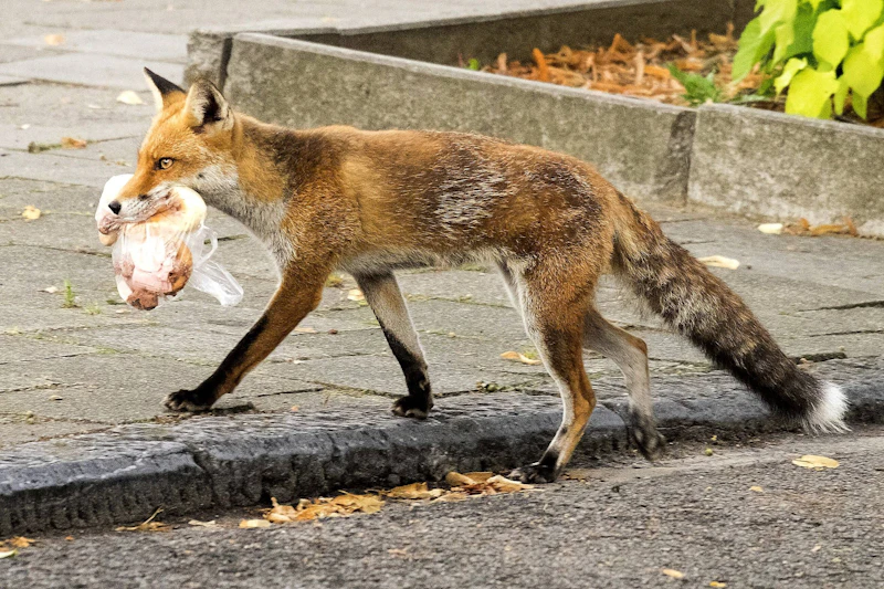 Aggressiver Fuchs in Reinickendorf greift Hunde an
