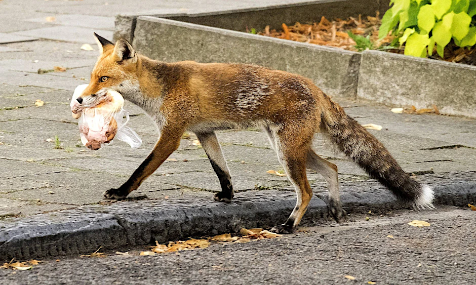 Müll ist dem Fuchs in Reinickendorf nicht genug, er macht Jagd auf Hunde.
