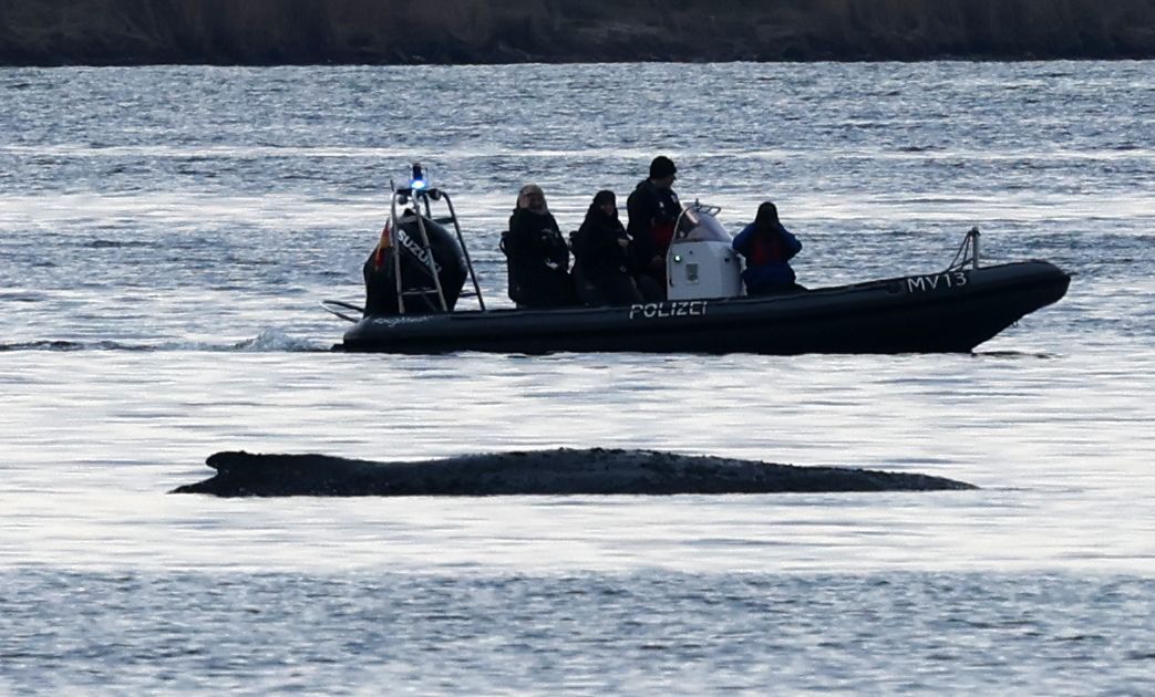 Kampf um Ostsee-Wal: Wird Timmy in der Nordsee ertrinken?