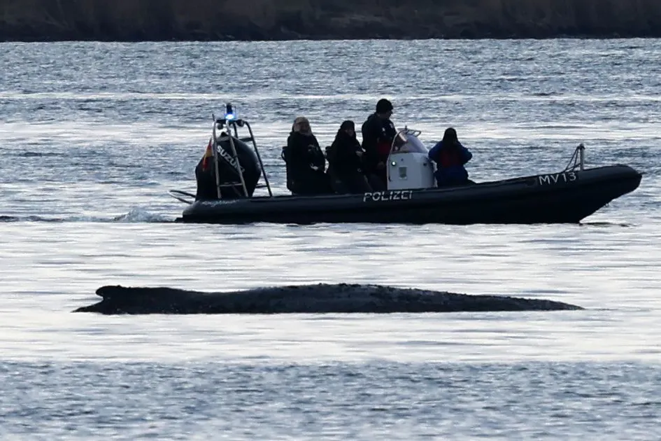 Polizisten sichern vor Beginn der Rettungsaktion die Stelle, wo Buckelwal Timmy liegt.