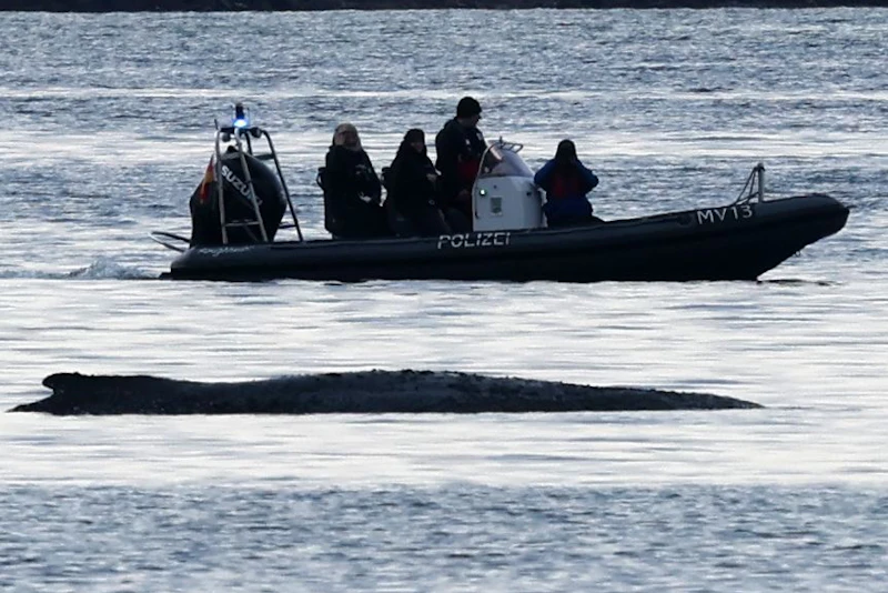 Kampf um Ostsee-Wal: Wird Timmy in der Nordsee ertrinken?