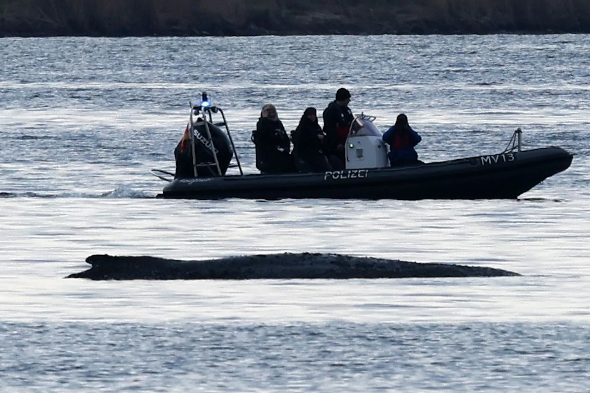 Polizisten sichern vor Beginn der Rettungsaktion die Stelle, wo Buckelwal Timmy liegt.
