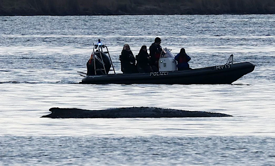 Polizisten sichern vor Beginn der Rettungsaktion die Stelle, wo Buckelwal Timmy liegt.