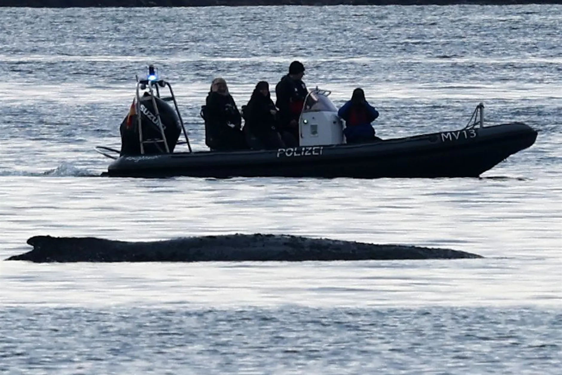 Kampf um Ostsee-Wal: Wird Timmy in der Nordsee ertrinken?