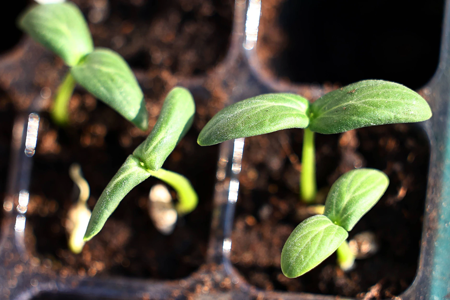 Die Gurkenpflänzchen werden mithilfe von Gurkensamen in der Wohnung oder im Haus vorgezogen und erst später in den Garten gebracht.