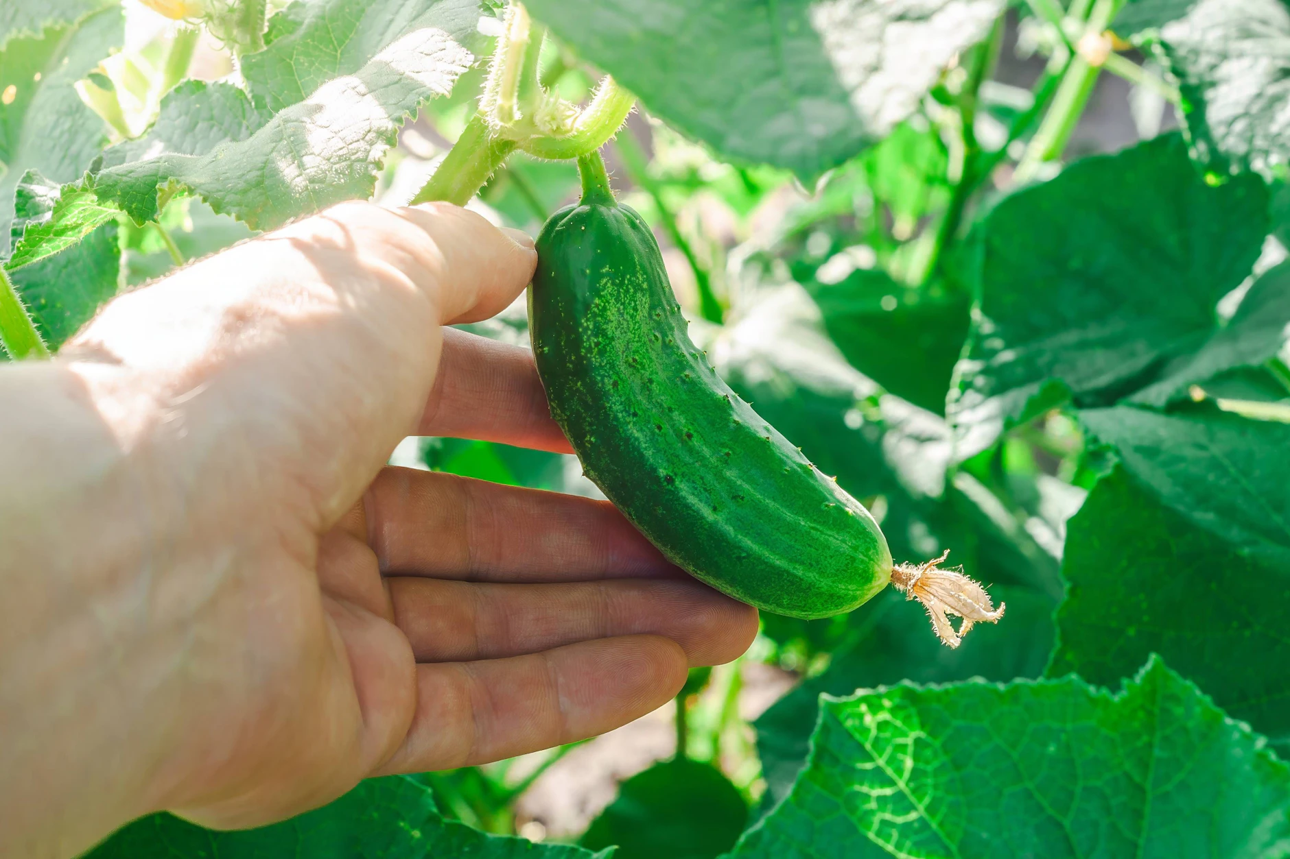 Wer eigene Gurken anbauen möchte, sollte die Pflanzen im Warmen vorziehen und sie erst nach den Eisheiligen in den Garten bringen. Dann klappt es auch mit der reichen Ernte.