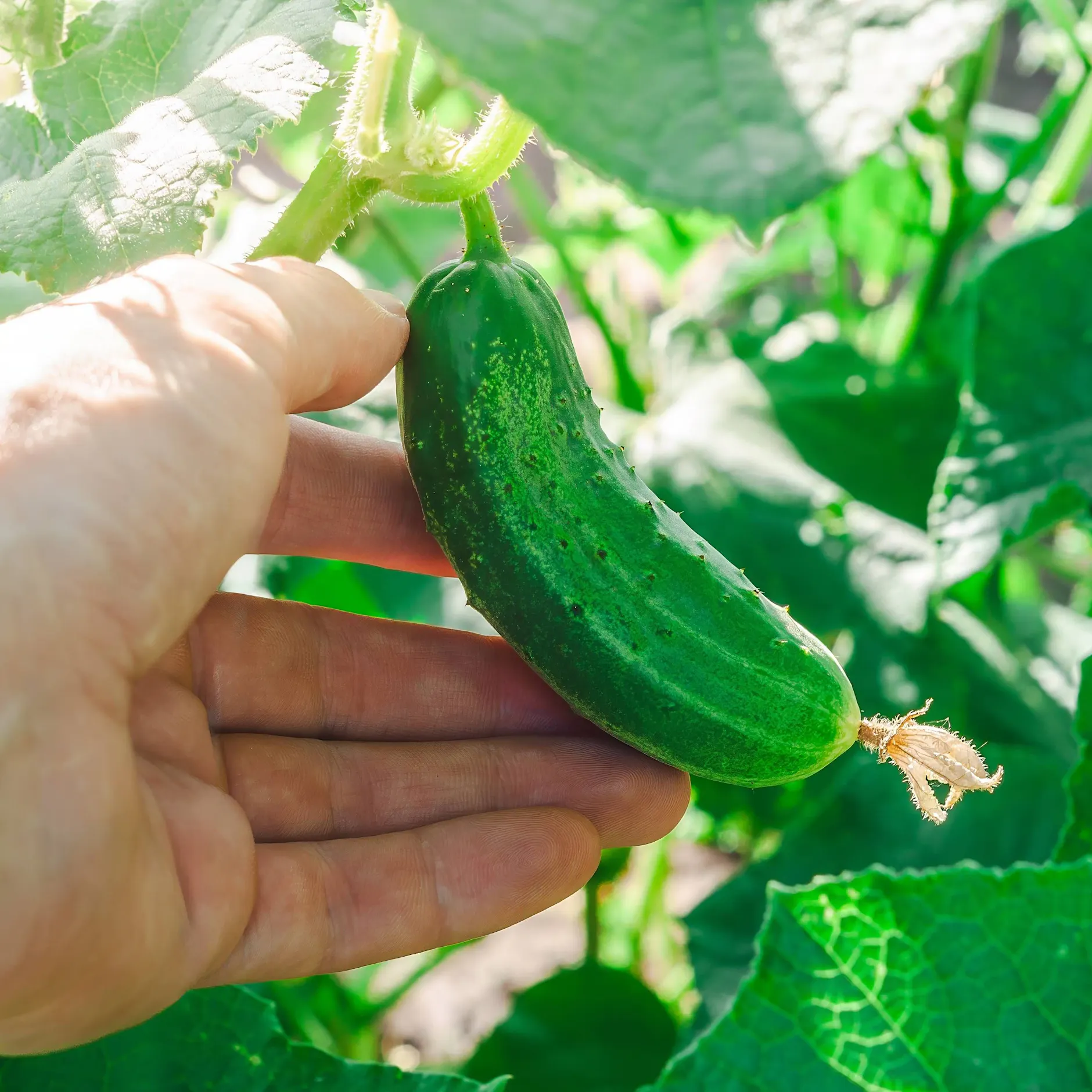 Kamillentee-Trick beim Gurkenanbau: So ziehen Sie Gurken jetzt perfekt vor