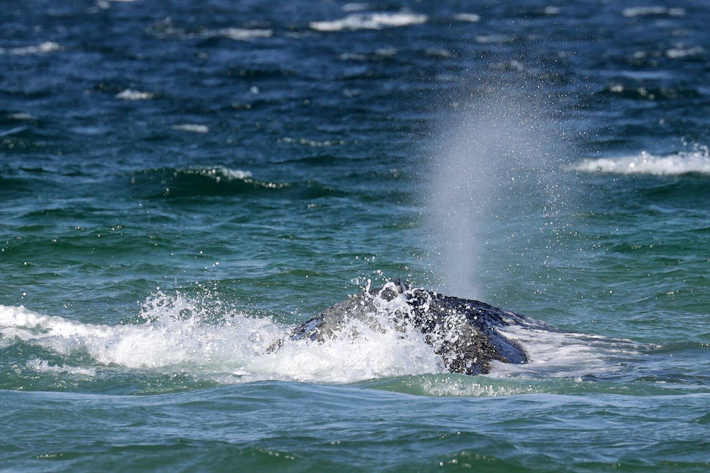 Wochenlang hing der Wal in der Ostsee fest.