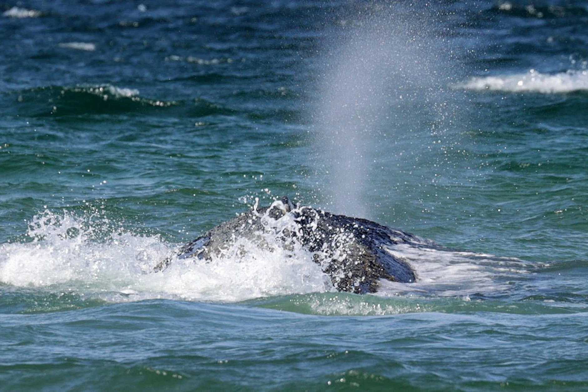 Seit Wochen hängt Wal Timmy in der Ostsee fest. Aktuell wird gehofft, dass der steigende Wasserpegel dafür sorgt, dass sich das geschwächte Tier doch noch freischwimmen kann.