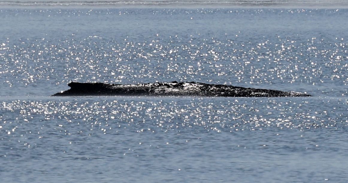 Image - Kaputt, gestrandet, aber weigert sich zu sterben: Warum ganz Berlin auf Timmy schaut