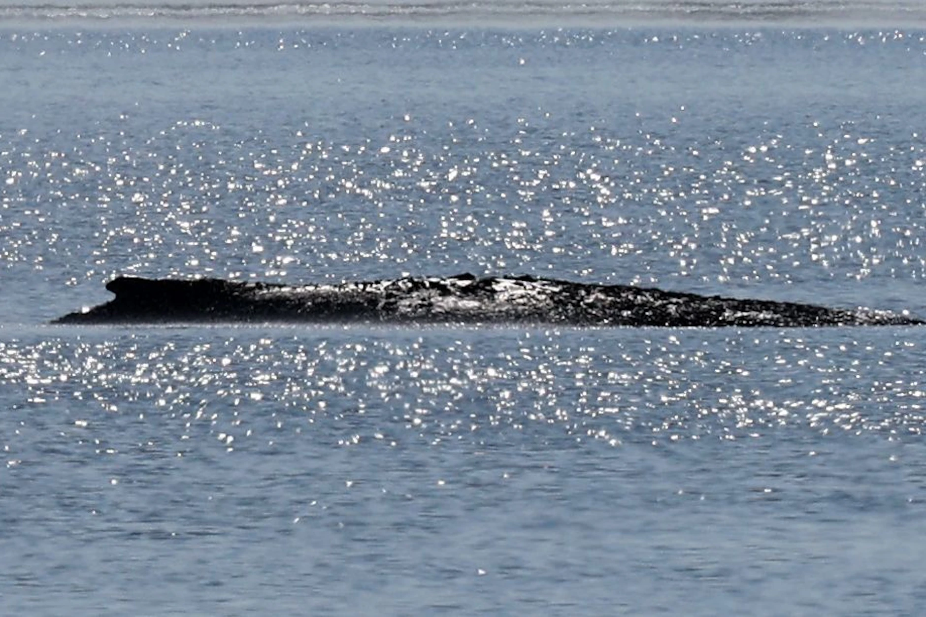Ein Koloss im Flachwasser: Schwerfällig ragt der Rücken von Buckelwal Timmy aus der Ostsee. Unser Autor sieht in dem festsitzenden, aber zähen Riesen das perfekte Spiegelbild der ewigen Berliner Havarie.