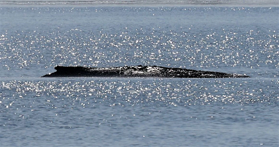 Ein Koloss im Flachwasser: Schwerfällig ragt der Rücken von Buckelwal Timmy aus der Ostsee. Unser Autor sieht in dem festsitzenden, aber zähen Riesen das perfekte Spiegelbild der ewigen Berliner Havarie.