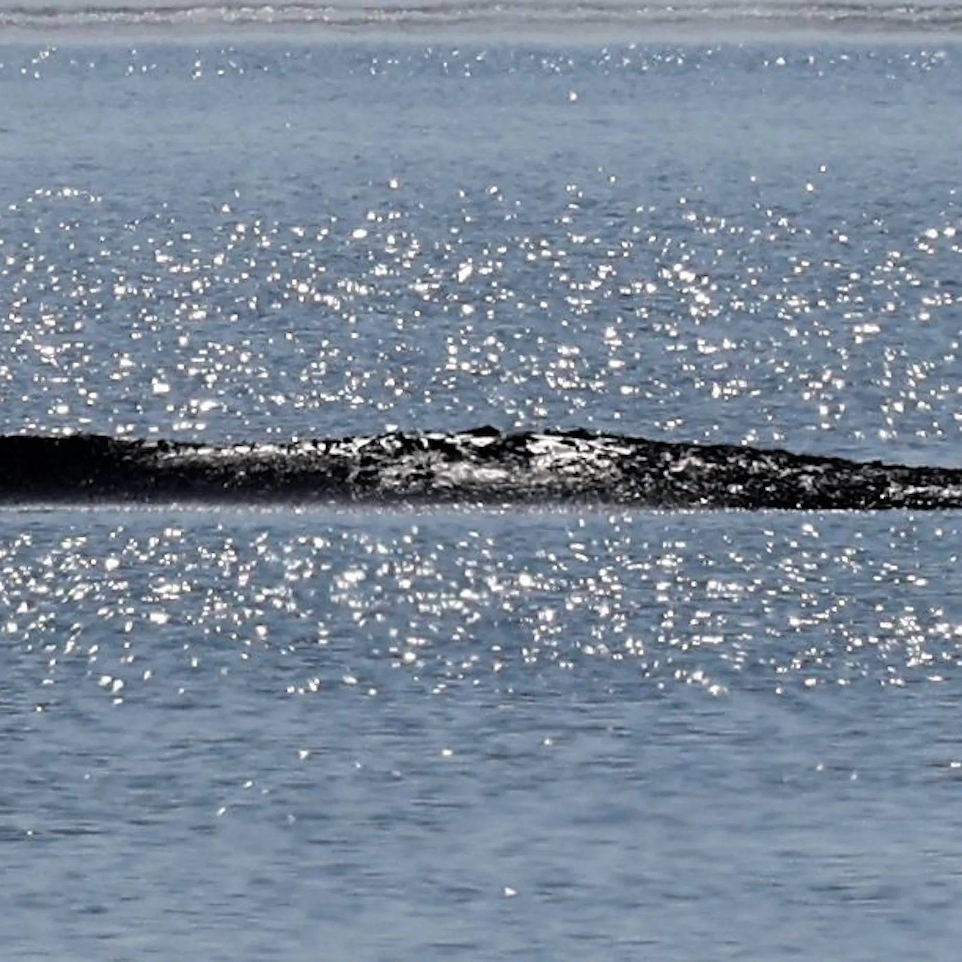 Kaputt, gestrandet, aber weigert sich zu sterben: Warum ganz Berlin auf Timmy schaut