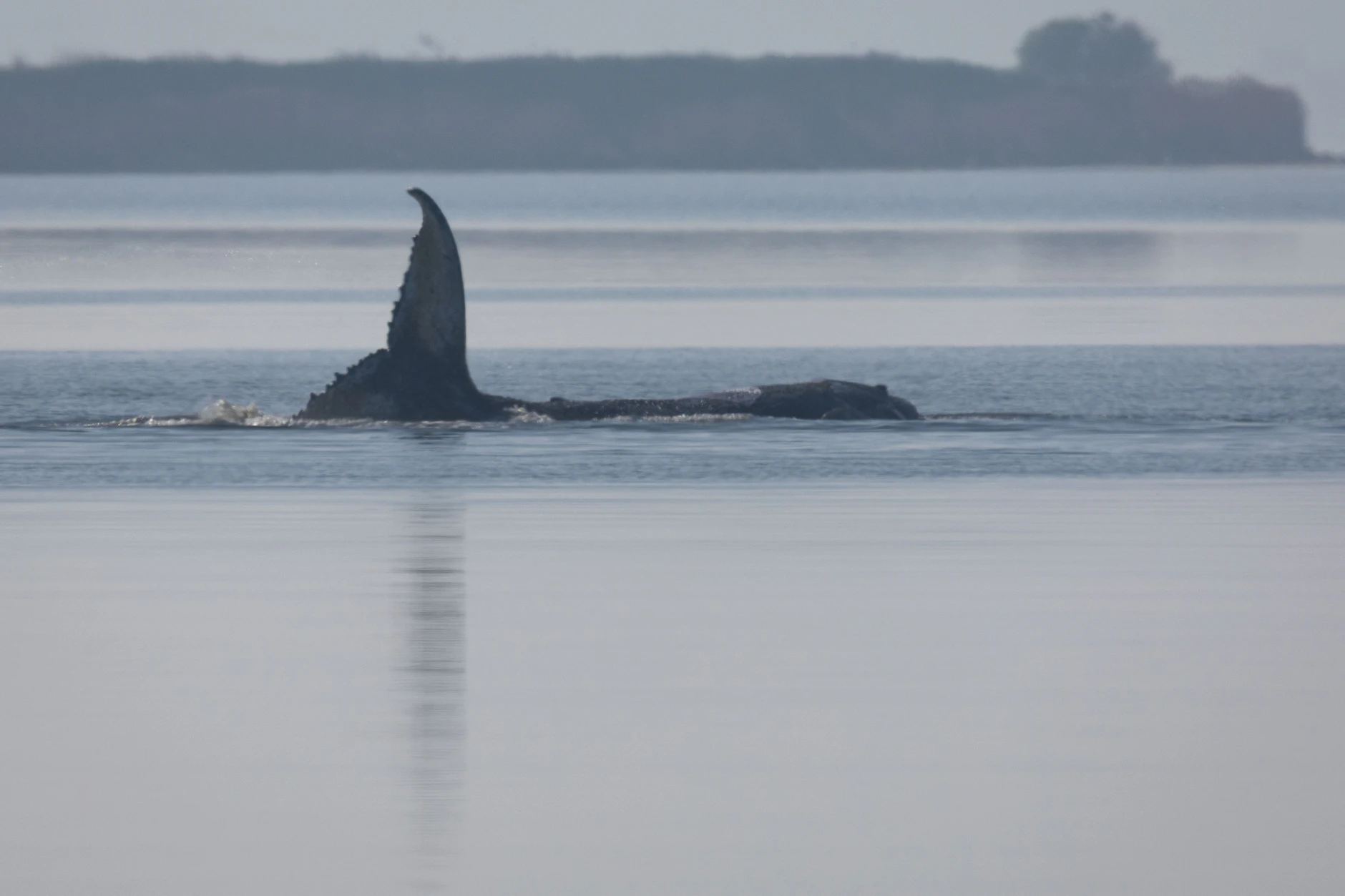 Der Buckelwal vor der Insel Poel schlägt mit seiner Schwanzflosse.