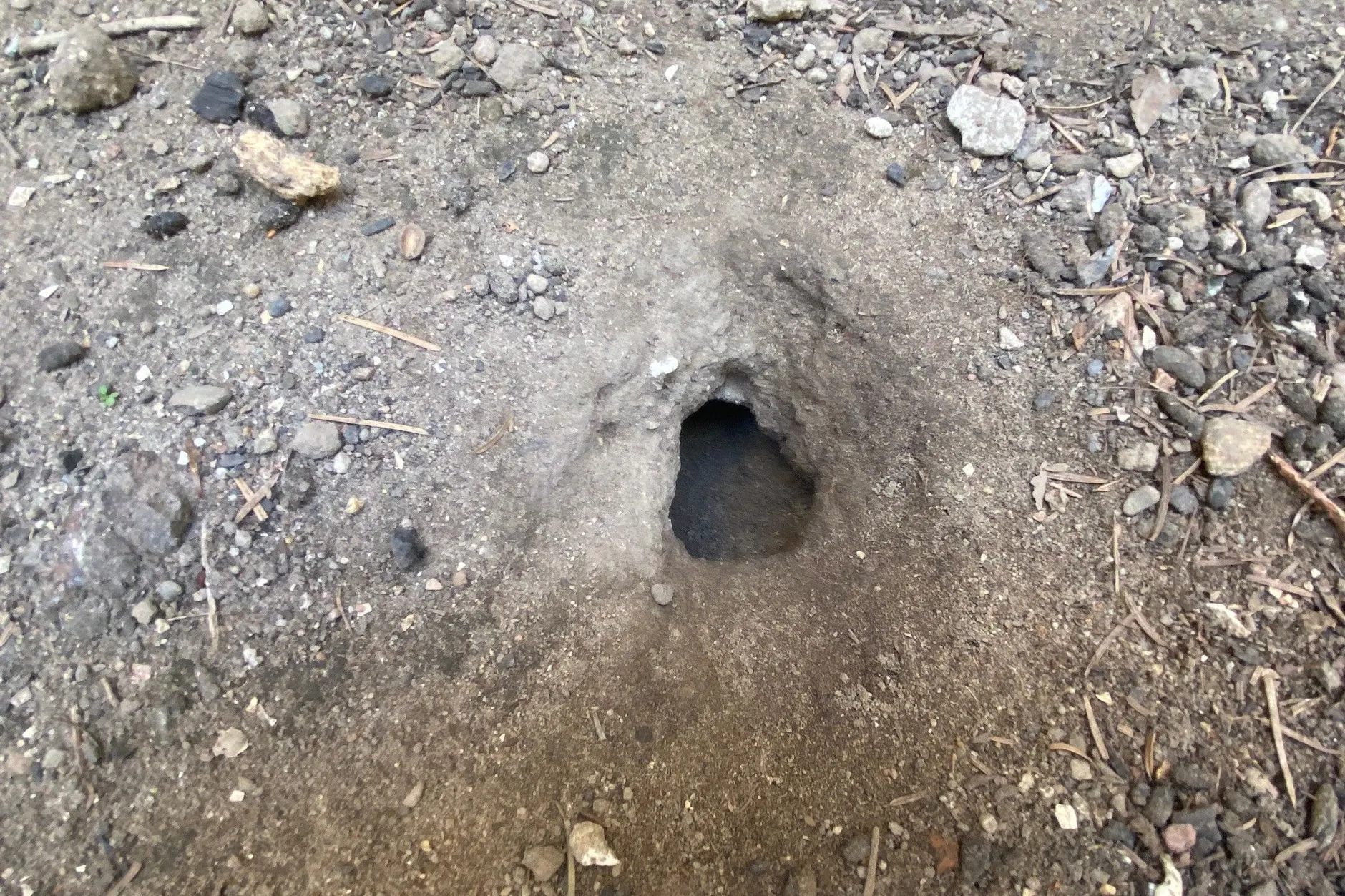 Ein Rattenloch im Hinterhof des Nikolaiviertels.