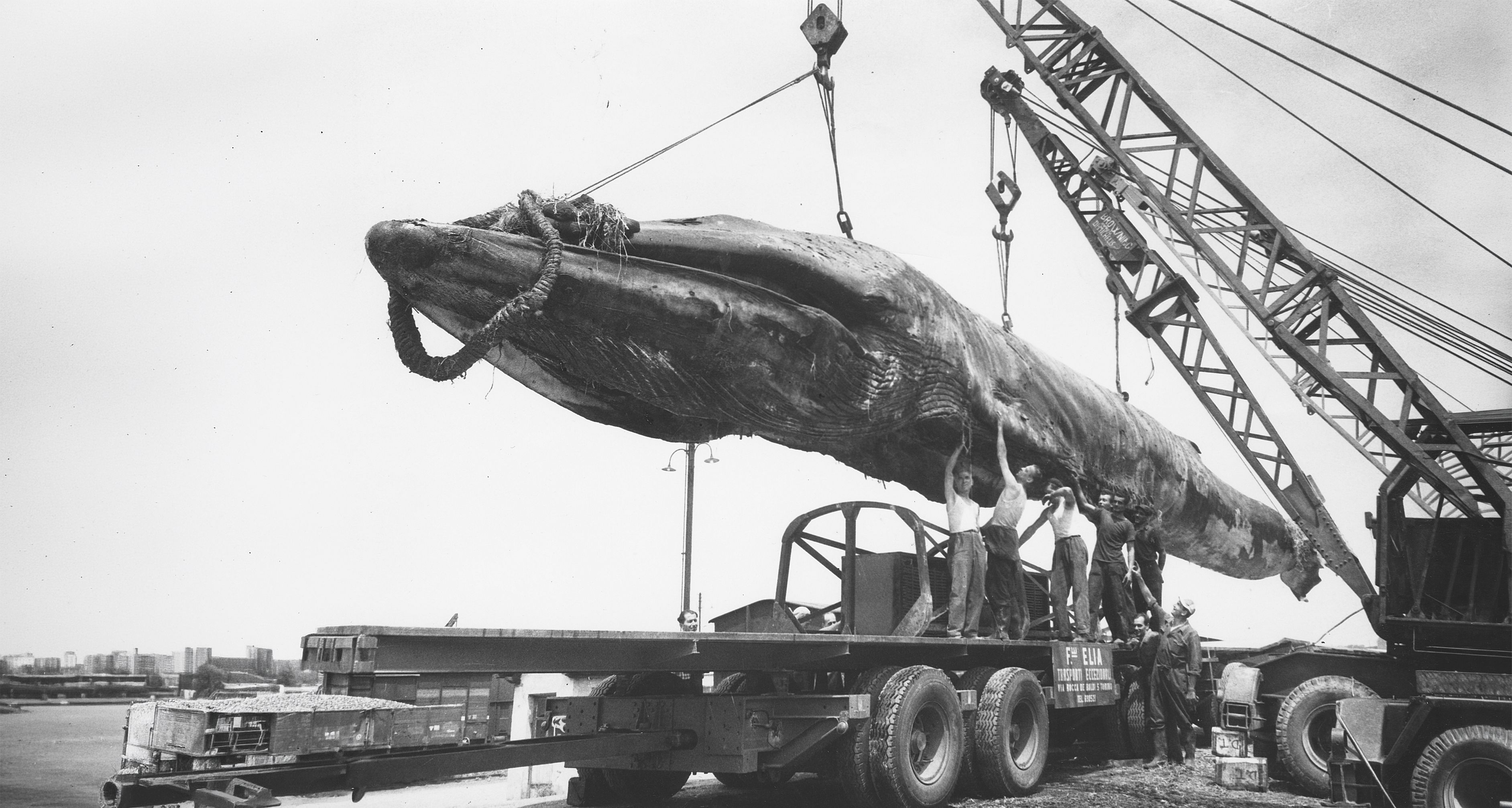 Toter Wal in der DDR: Die irre Geschichte von Goliath – haben Sie ihn auch gesehen?