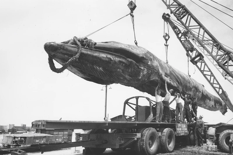 Toter Wal in der DDR: Die irre Geschichte von Goliath – haben Sie ihn auch gesehen?