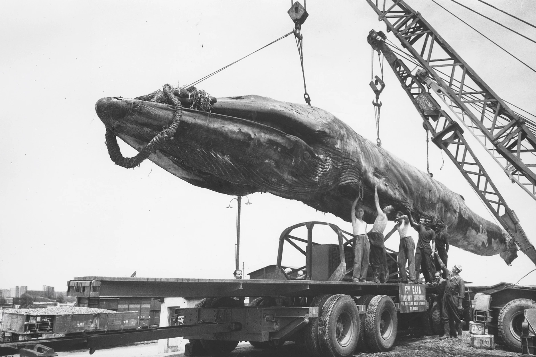Der Wal Goliath wird mit drei Kränen auf einen Lkw verladen. Das Tier wog 42 Tonnen. Schon vor der Tour durch die DDR wurden aber Fleisch und Fett entfernt.
