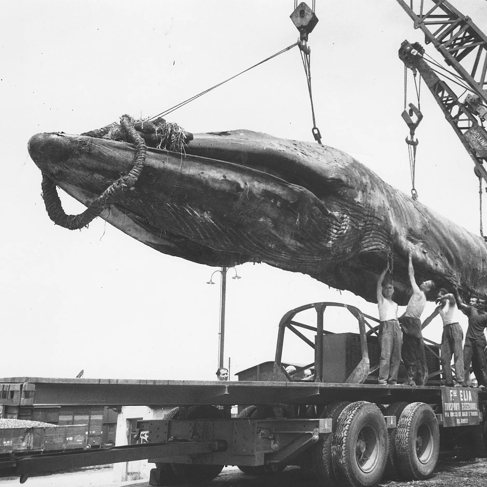 Toter Wal in der DDR: Die irre Geschichte von Goliath – haben Sie ihn auch gesehen?