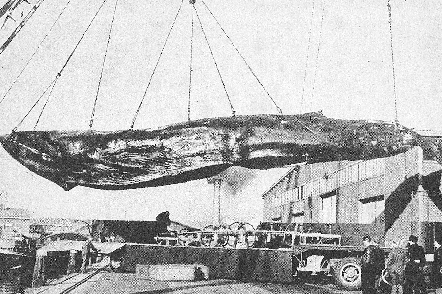 Goliath wurde am 16. Juni 1954 an Bord des Schiffes „Finnhval I“ harpuniert. Hier wird er auf einen Lkw verladen.