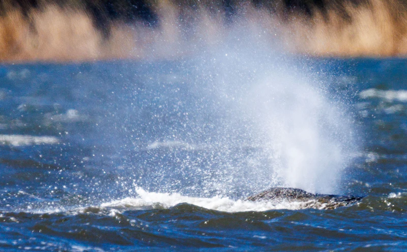 Schwimm für uns, Timmy! Warum ein gestrandeter Wal unsere letzte Hoffnung ist
