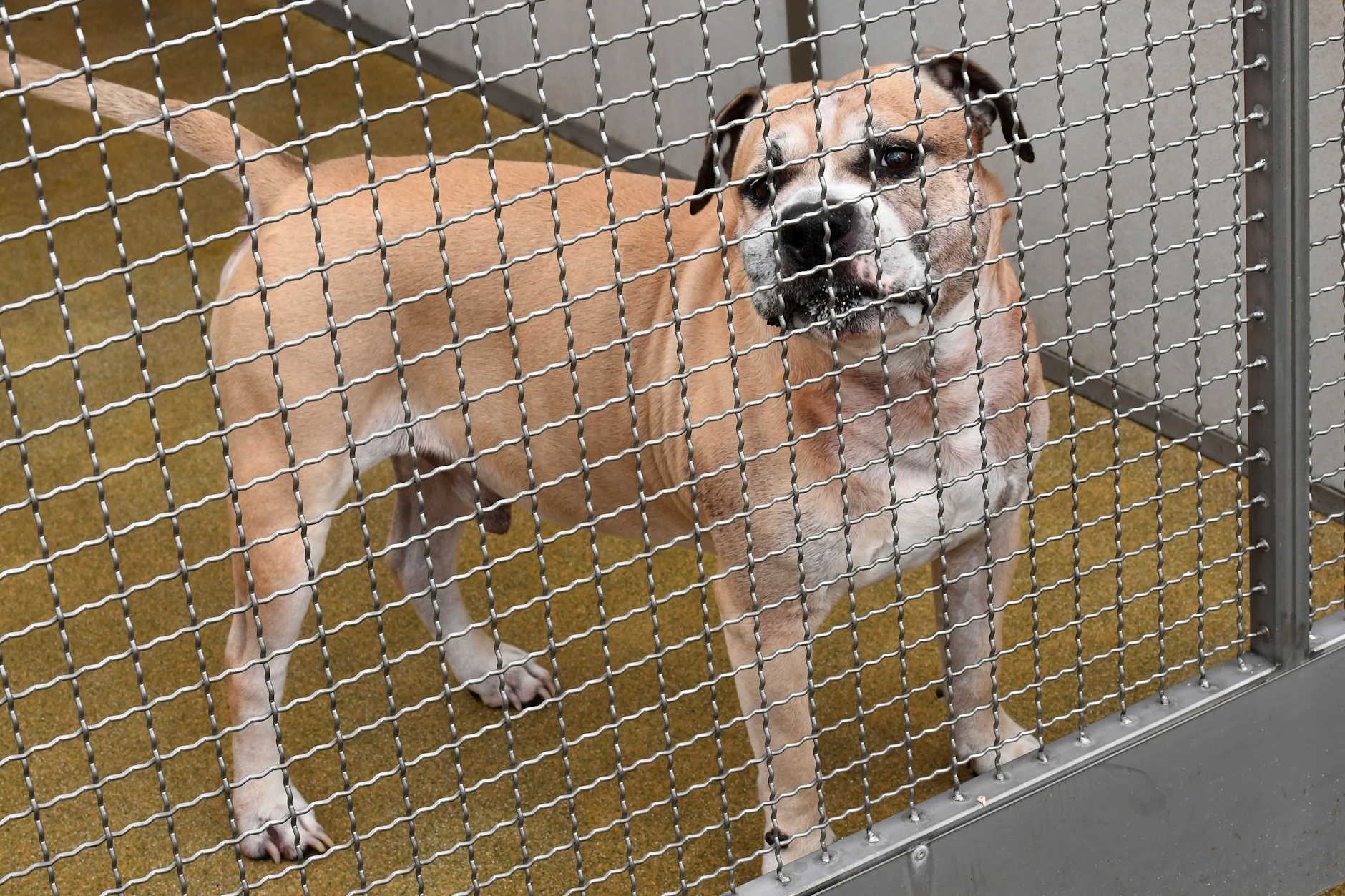 Hund Chico im Tierheim – 300.000 Menschen unterschrieben für sein Leben, es half nichts. Am 16. April 2018 wurde er eingeschläfert.