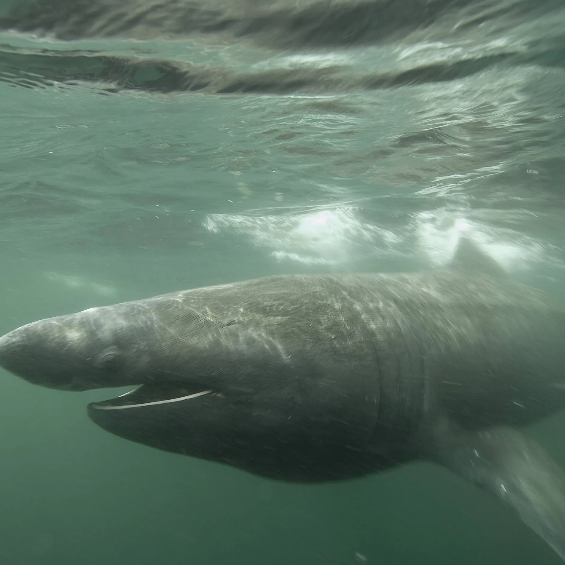Zehn-Meter-Hai vor Frankreich: Fischer erleben unglaubliche Begegnung