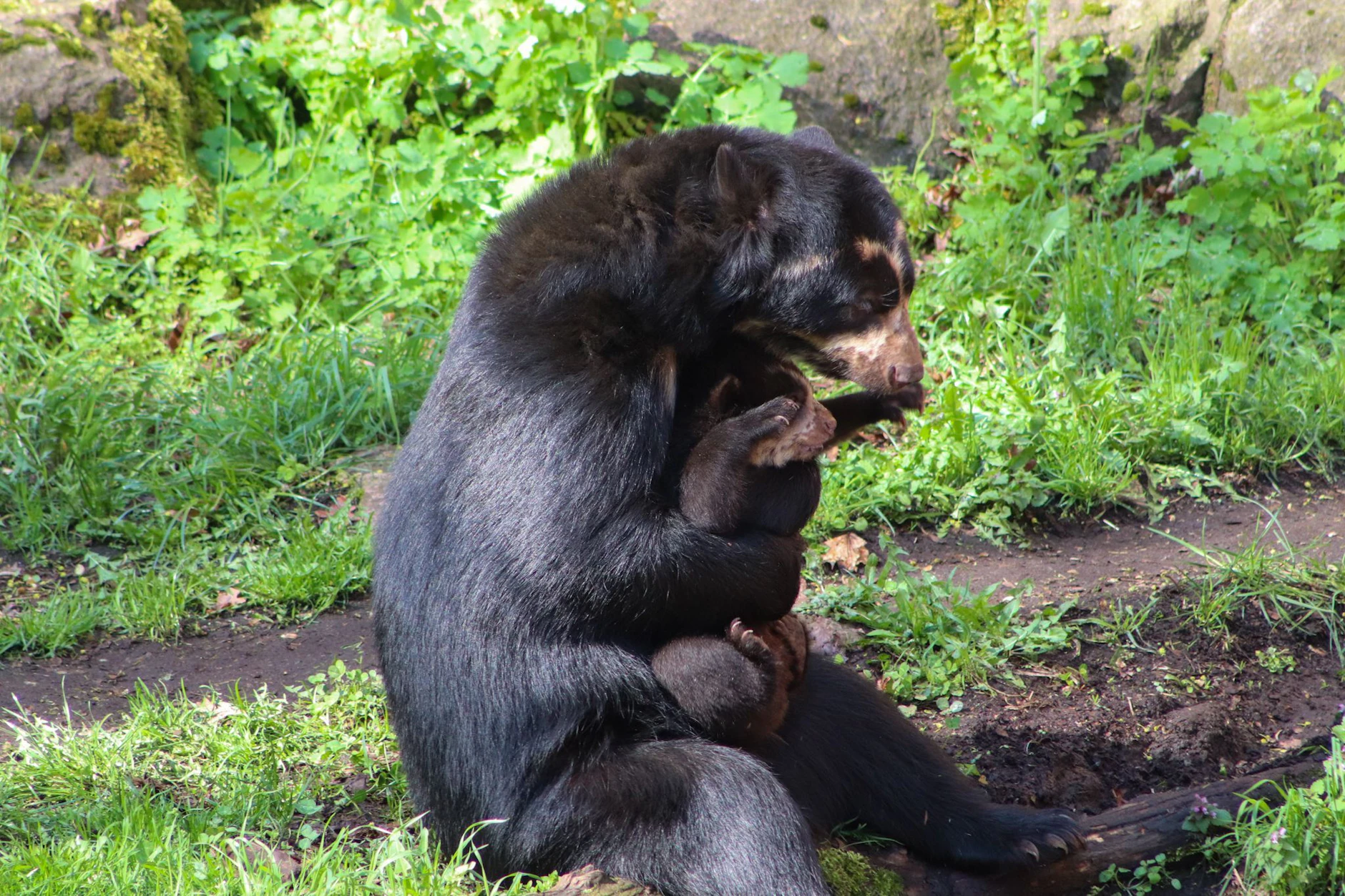 Wie in der freien Wildbahn: Die Brillenbär-Mama entscheidet, wann ihr Nachwuchs erstmals raus darf.
