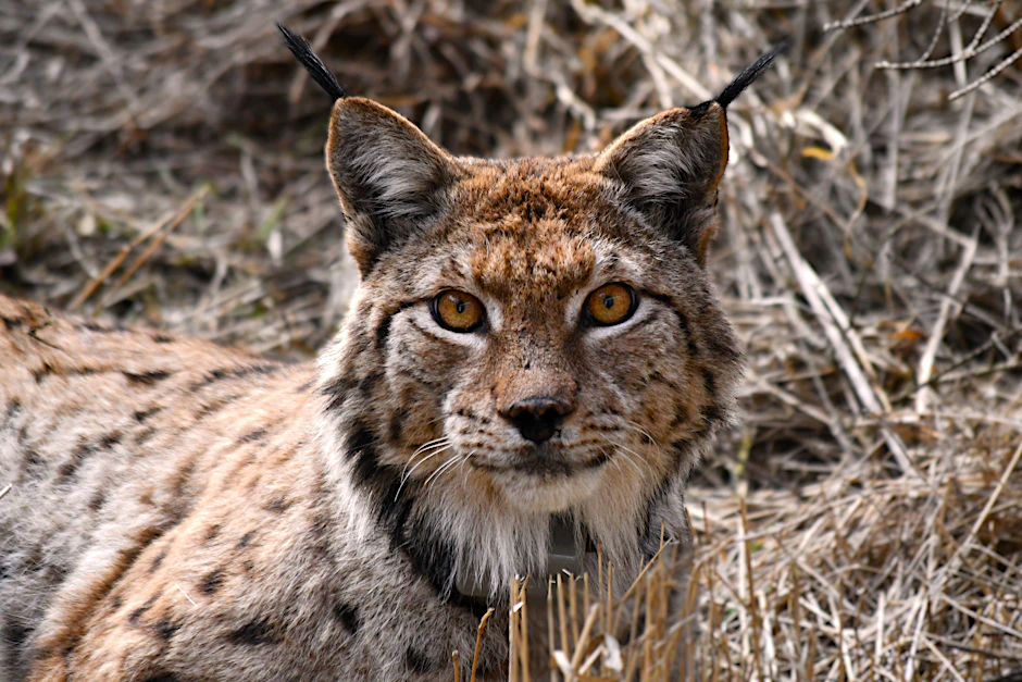 Der frisch ausgewilderte Luchs "Gabriel" erkundet nahe Oberhof den Thüringer Wald. (20.04.2026)