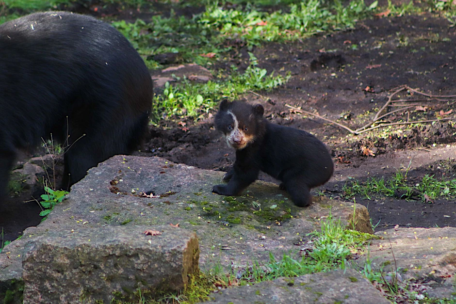 Brillenbär Enzo wagt seine ersten Schritte aus der Wurfhöhle.