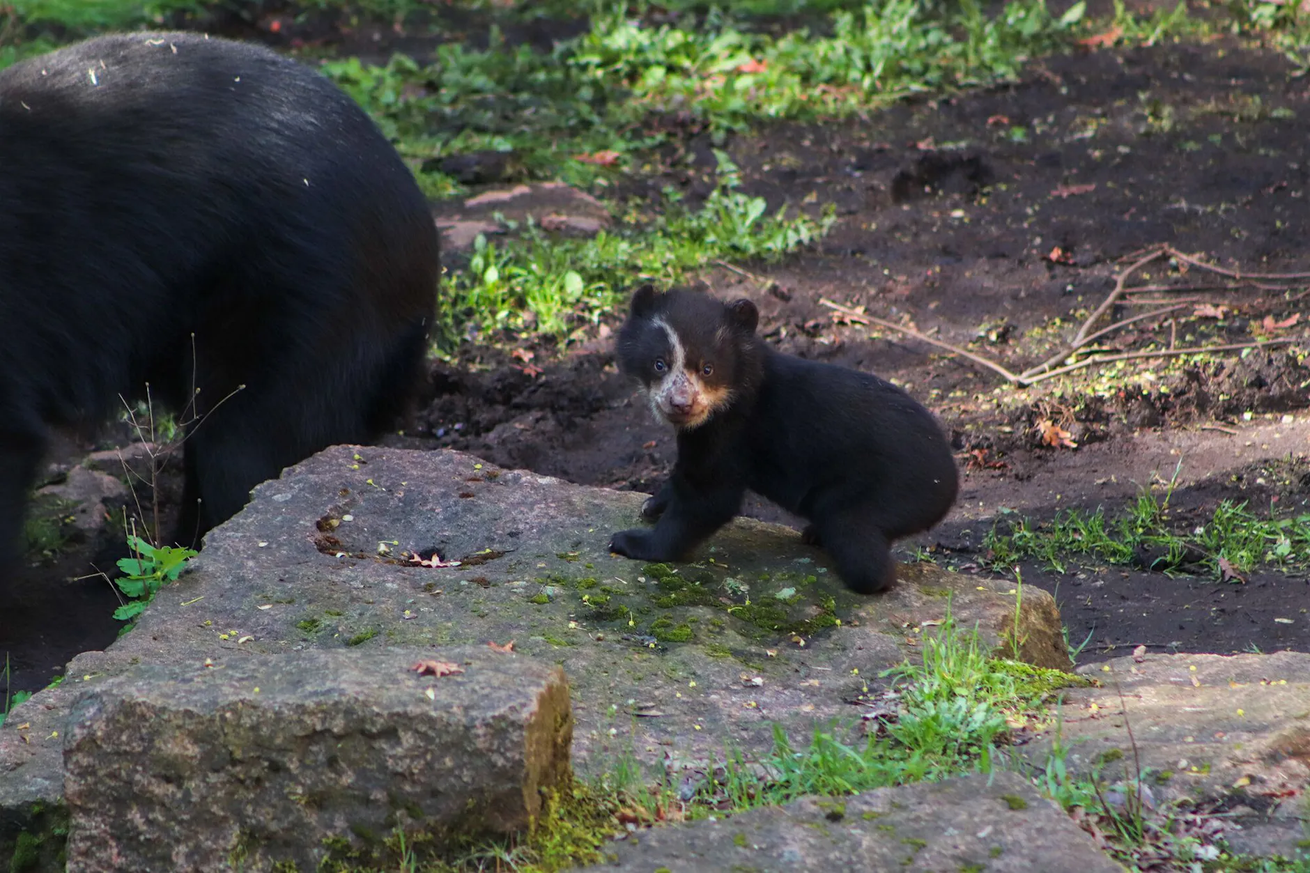 Mini‑Bär Enzo erkundet erstmals sein Außengehege im Tierpark Berlin