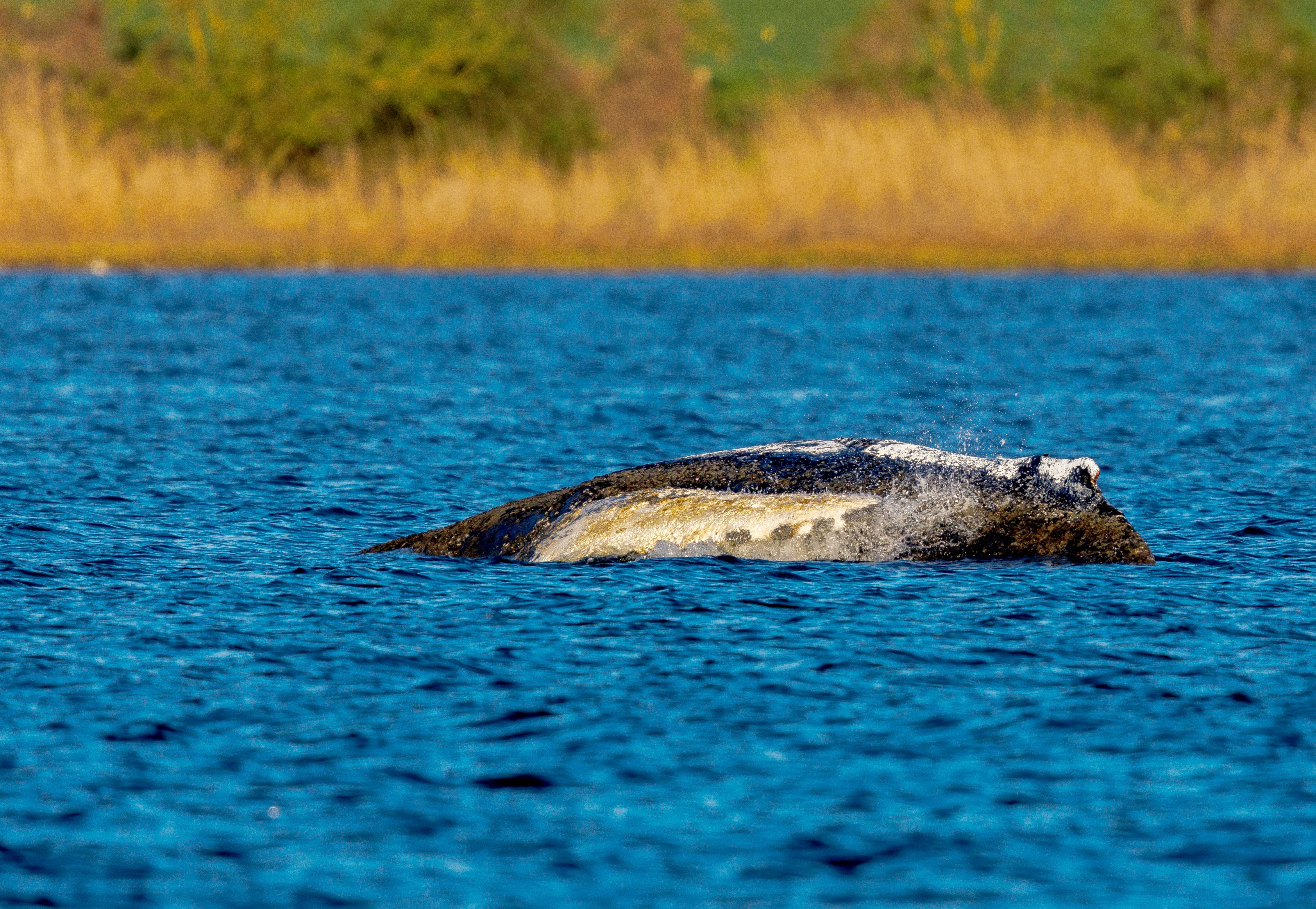 Timmy, Bruno, Chico: Tiere, die Deutschland nicht retten konnte