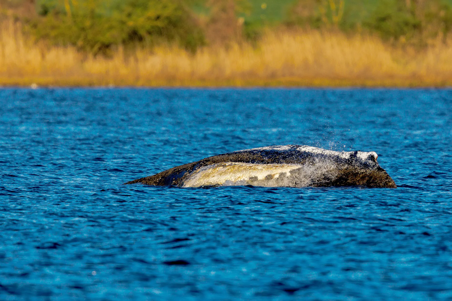 Timmy, Bruno, Chico: Tiere, die Deutschland nicht retten konnte