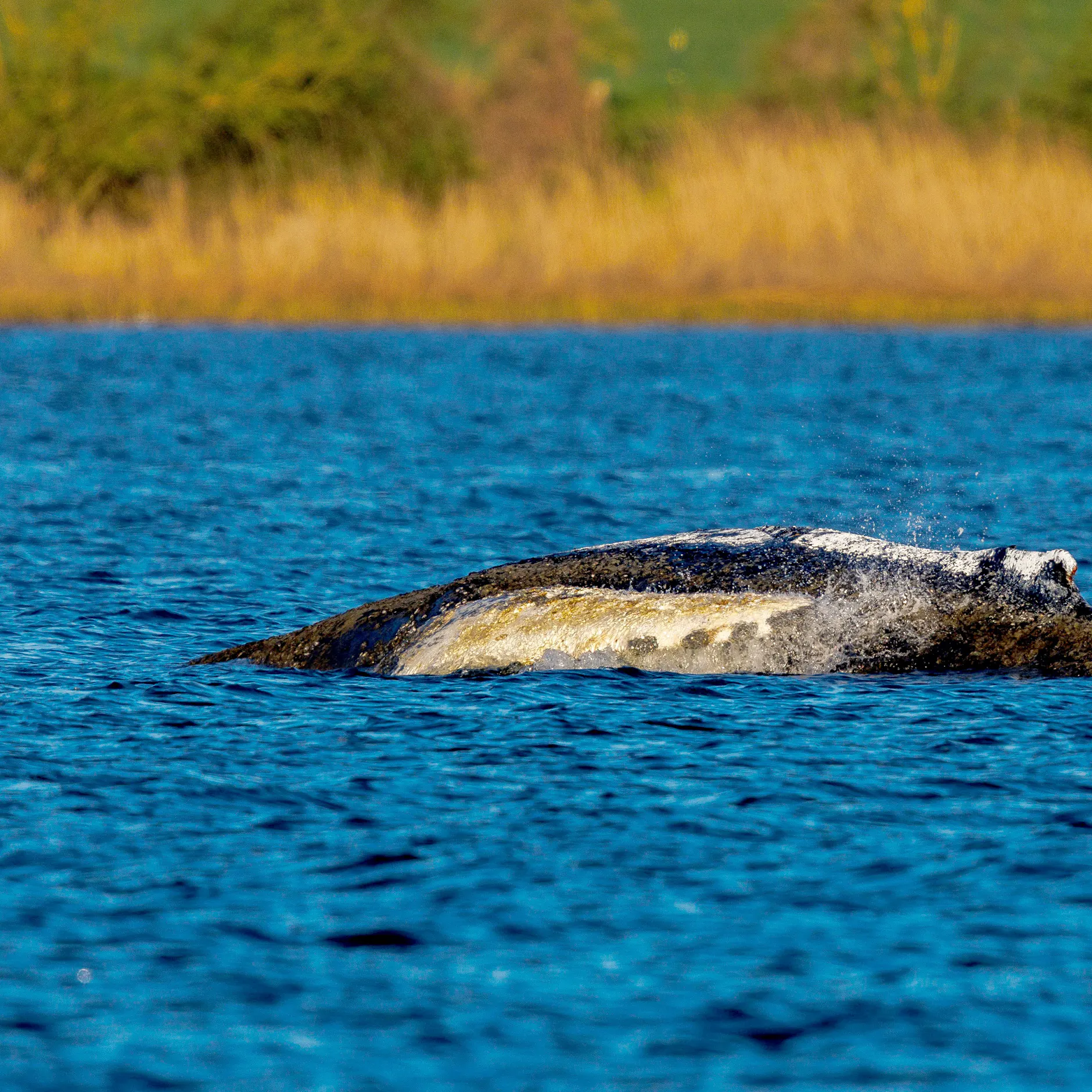 Timmy, Bruno, Chico: Tiere, die Deutschland nicht retten konnte