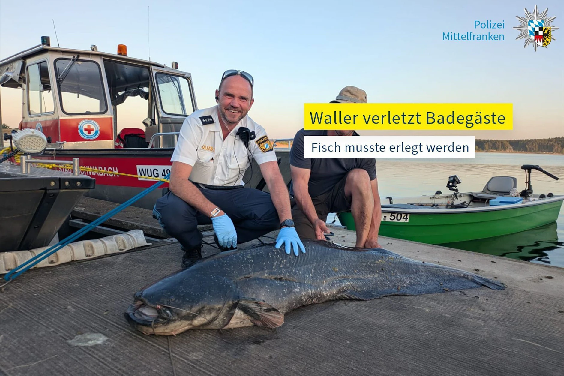 Dieser über zwei Meter lange und 90 Kilogramm schwere Wels verletzte im Sommer 2025 mindestens fünf Badegäste am Brombachsee.