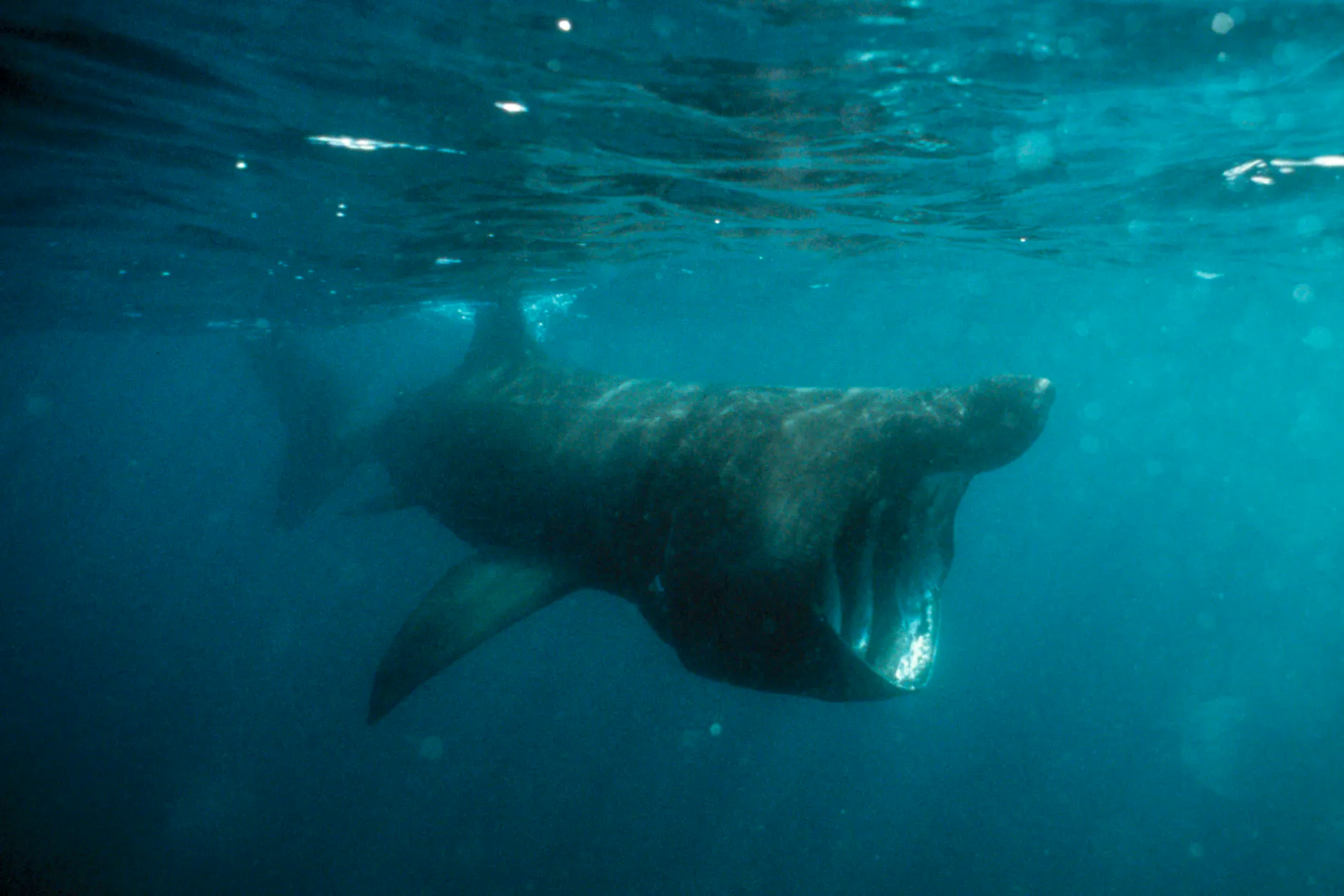 Mit weit geöffnetem Maul filtert der Riesenhai das Wasser nach Plankton – für Menschen ist er trotz seiner Größe völlig harmlos.
