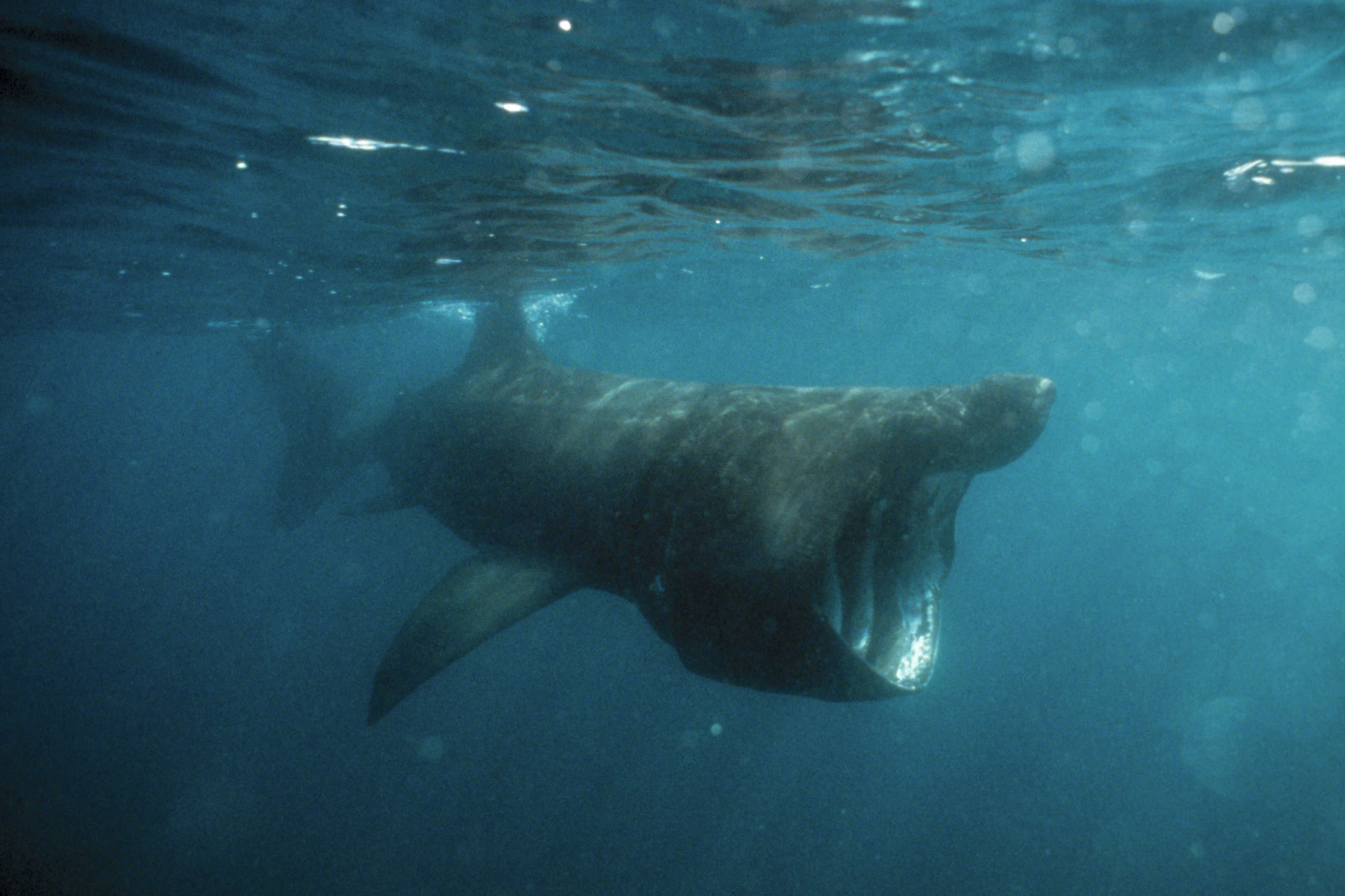 Mit weit geöffnetem Maul filtert der Riesenhai das Wasser nach Plankton – für Menschen ist er trotz seiner Größe völlig harmlos.