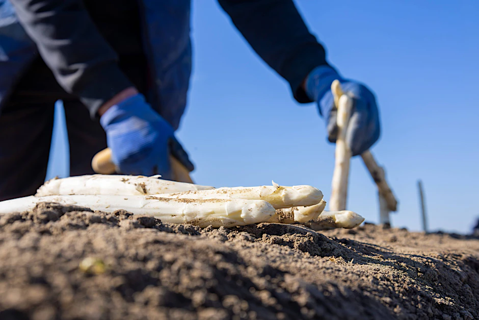 Wettlauf gegen die Billig-Konkurrenz: Spargel-Anbau am Limit