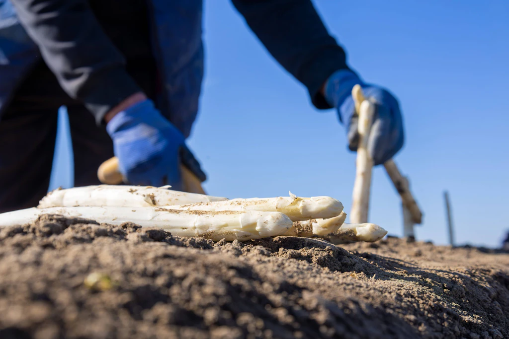 Spargel ohne Plastik: Ein Brandenburger Hof macht alles anders