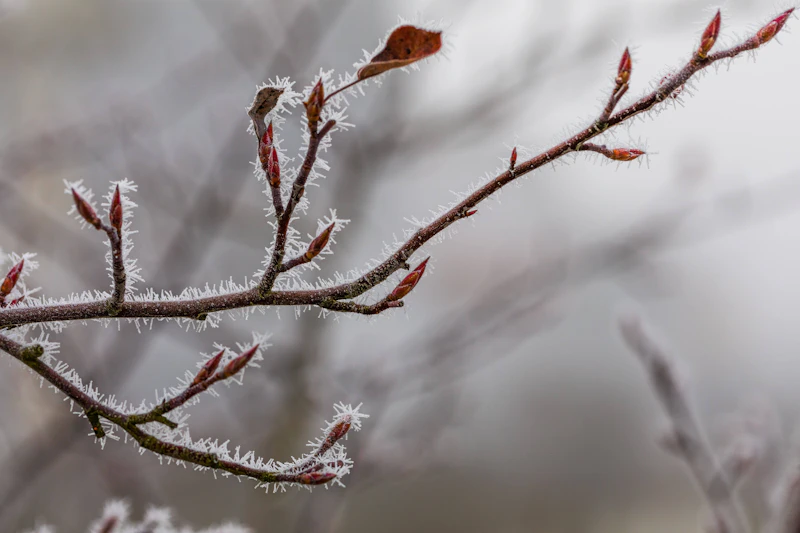 Eisheilige zu früh mit den Frost-Nächten! Kennen Sie ihre fünf Namen?