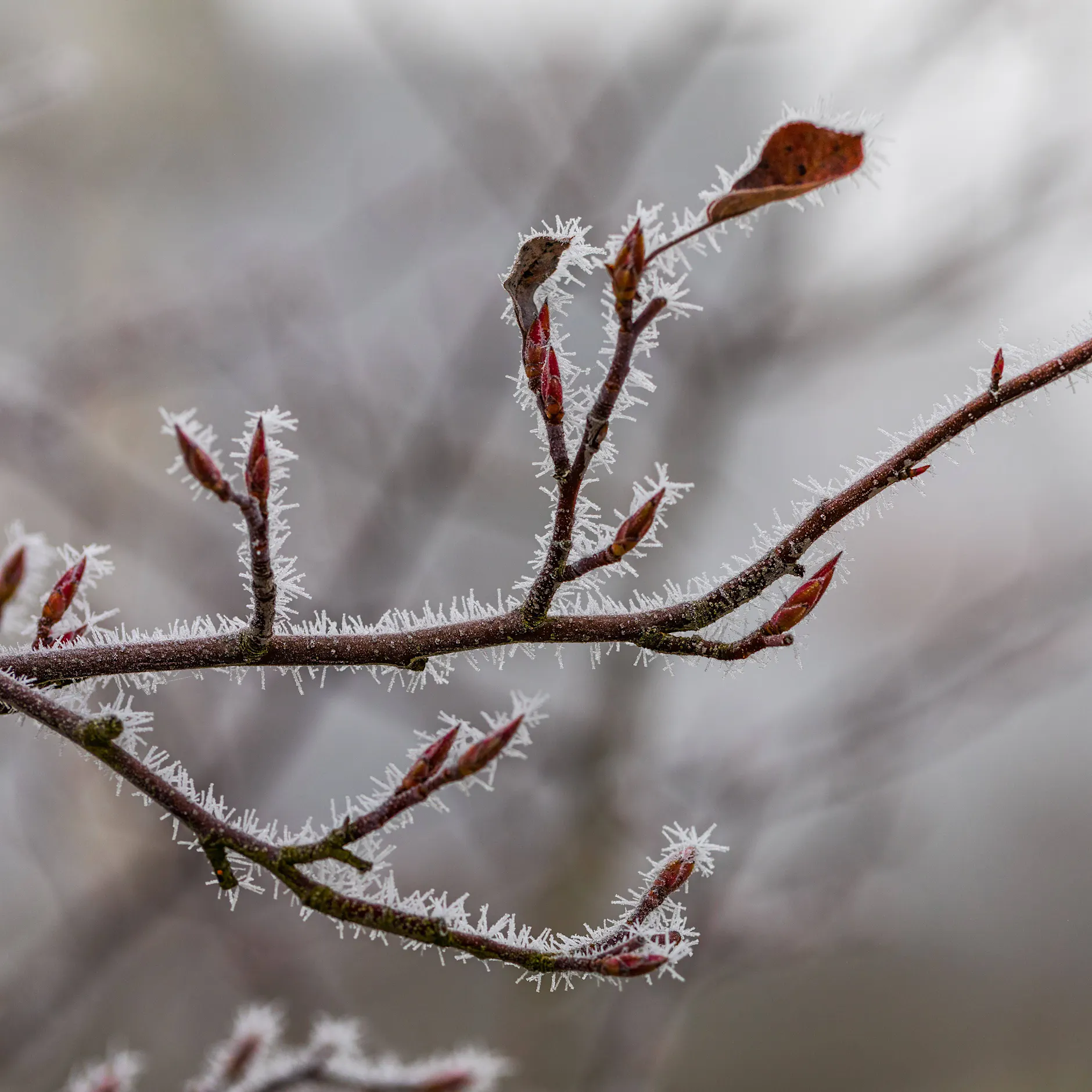 Eisheilige zu früh mit den Frost-Nächten! Kennen Sie ihre fünf Namen?