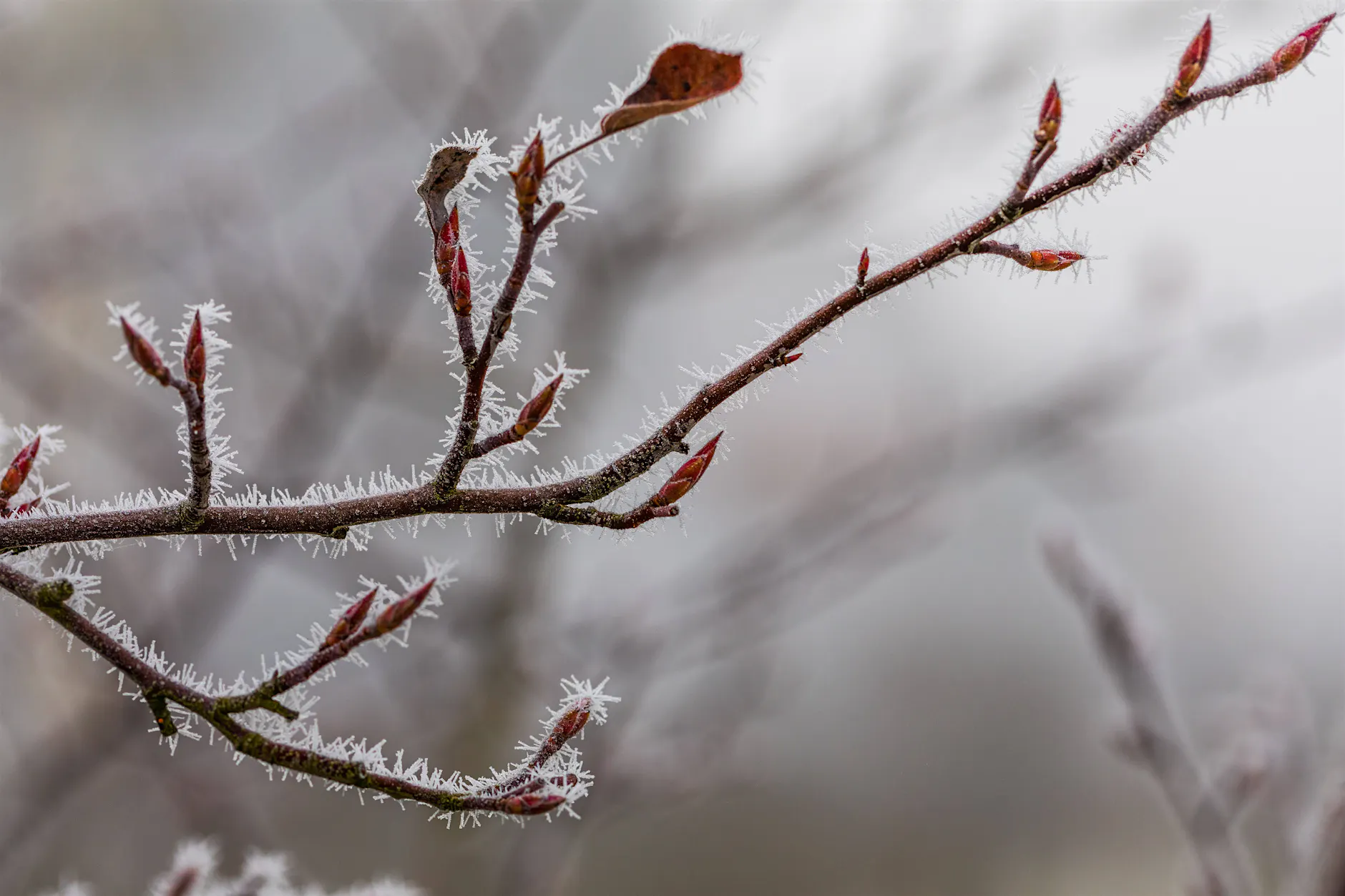 Eisheilige zu früh mit den Frost-Nächten! Kennen Sie ihre fünf Namen?