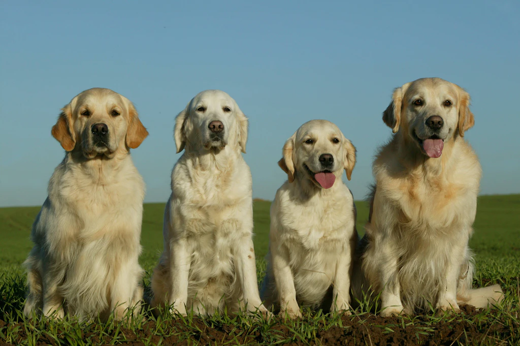 Illegale Hundezucht in Südthüringen aufgeflogen – 26 Tiere in verwahrlostem Zustand gerettet