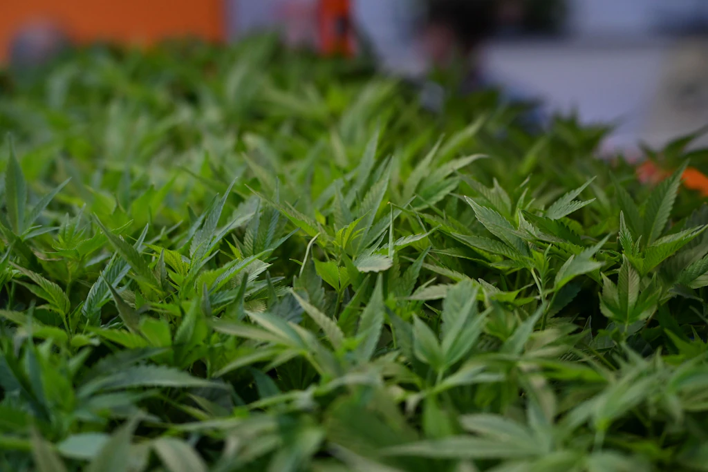 Gericht: Private Krankenversicherung muss Cannabis bei chronischen Schmerzen bezahlen