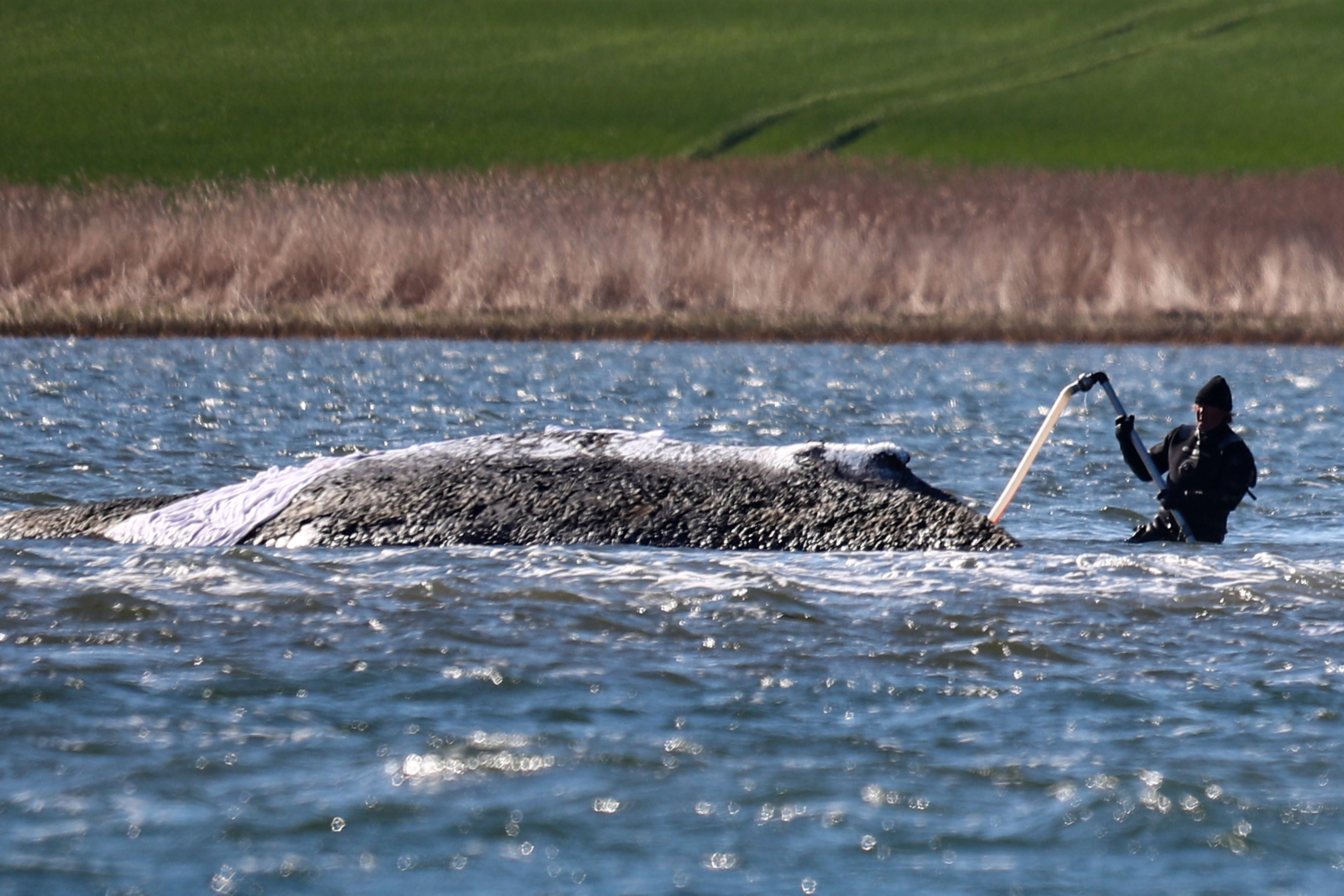 Rocker-Klartext zum Wal-Drama: „Santianos“ Message gefällt nicht allen