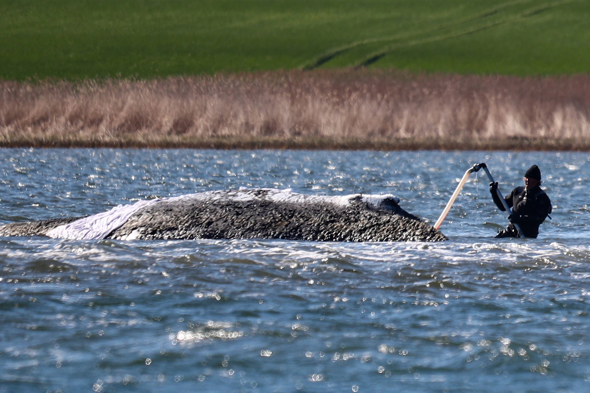 Ein Rettungsteam versucht Wal Timmy zu helfen, teilweise wird mit Wasser besprüht und nasse Tücher bedecken seinen Rücken. Über den Sinn der Aktion kann man streiten.