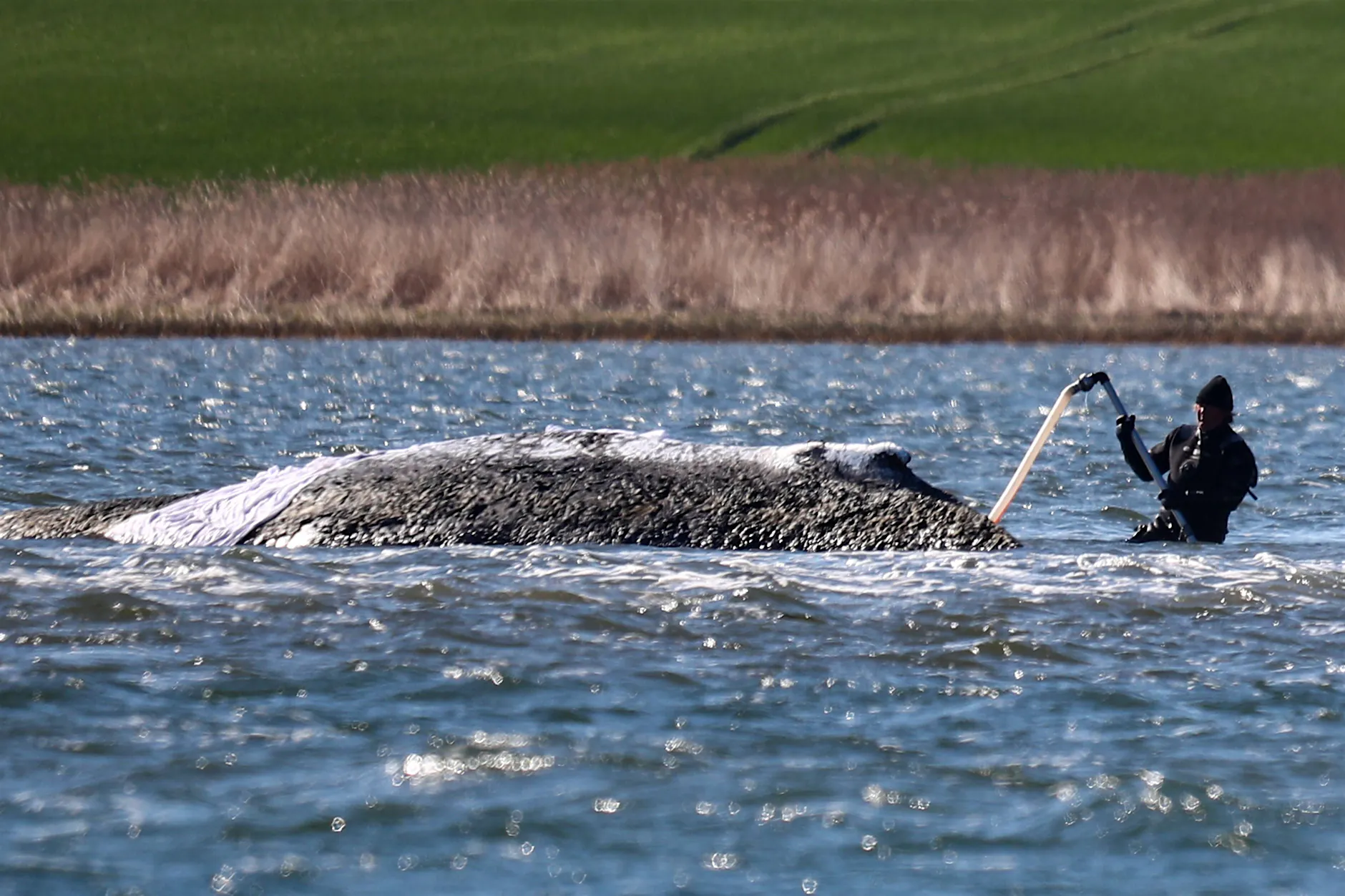 Rocker-Klartext zum Wal-Drama: „Santianos“ Message gefällt nicht allen