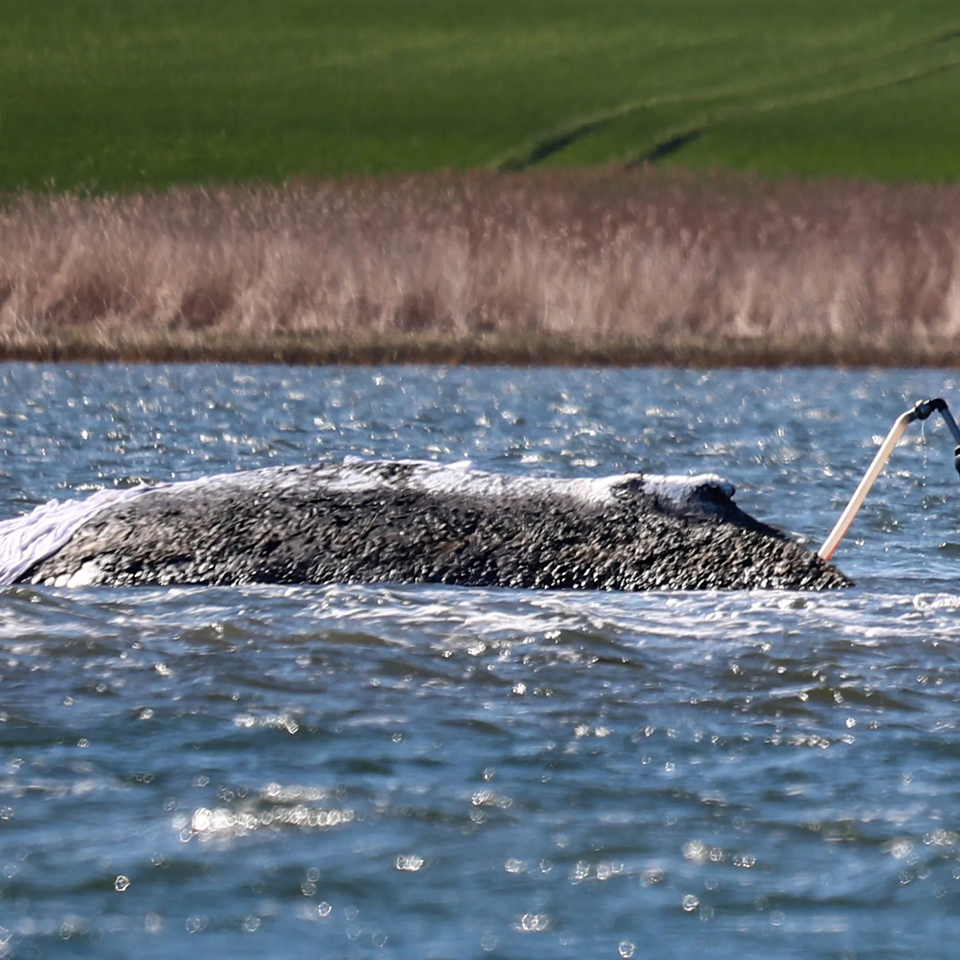 Rocker-Klartext zum Wal-Drama: „Santianos“ Message gefällt nicht allen