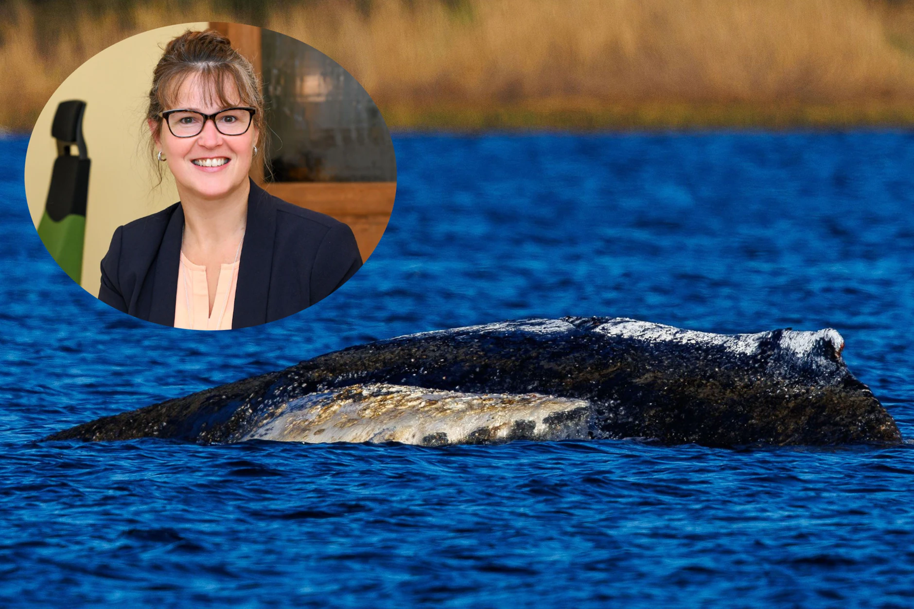 Diplom-Psychologin Sandra Jankowski erklärt, warum Wal Timmy so viele Menschen emotional bewegt – und wann Mitgefühl zur Besessenheit wird.