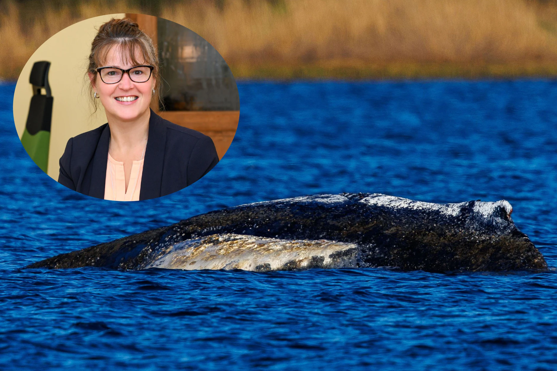 Wal Timmy: Psychologin erklärt warum Deutschland so emotional reagiert